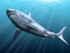 Meet the Real Megalodon