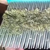 lice and nits on a lice comb