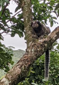Monkey in Brazil 